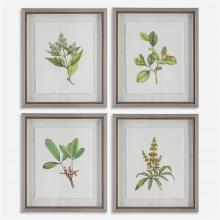  41461 - Uttermost Wildflower Study Framed Prints, S/4