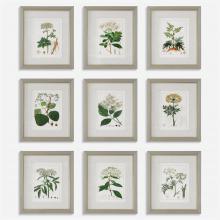  41466 - Uttermost Antique Botanicals Framed Prints, S/9